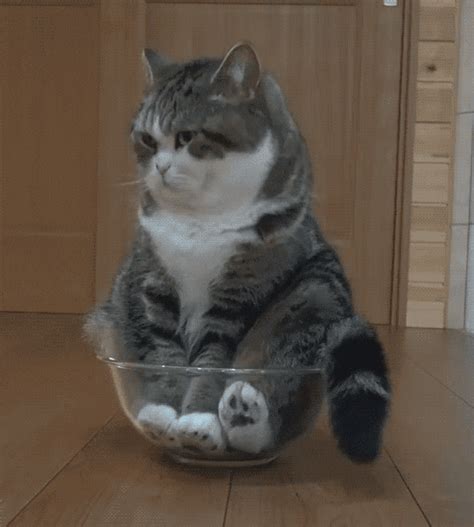 bad cat gif|funny cat gif photo.